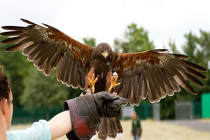mayfield birds of prey falconry 1